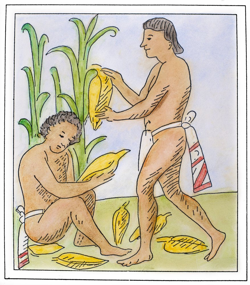 Corn Harvestin Aztec Drawing - Aztecs And The Spanish Conquest Of Mexico